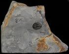 Rare Radnoria Trilobite - Rochester Shale, New York #5745-1